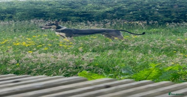 Mixed Breed dogs Looking for new home🐾❤️ - Advert 3