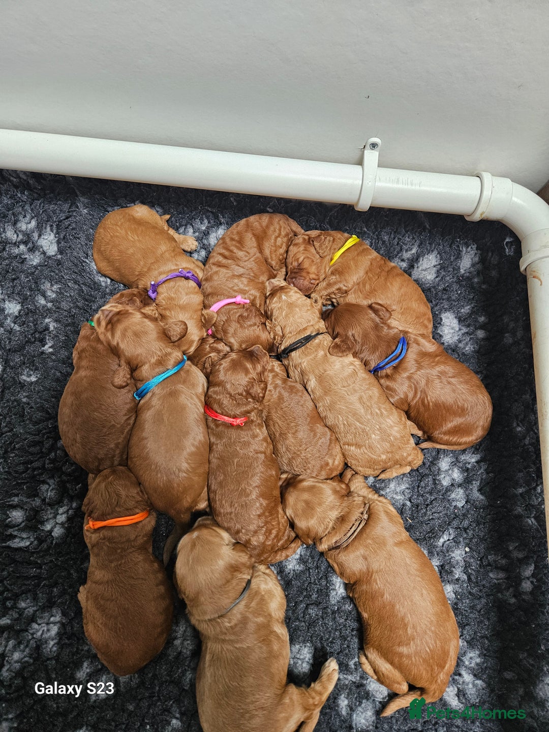 Mixed Breed dogs for sale: FULLY HEALTH TESTED FOX RED MINIATURE COCKAPOOS  - Image 23