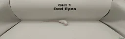 Mouse rodents for sale: 🐁July Mice Are Here!🐁 - Advert 6