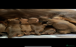 Miniature Dachshund dogs for sale: KC reg longhair haired miniature dachshunds  - Image 3