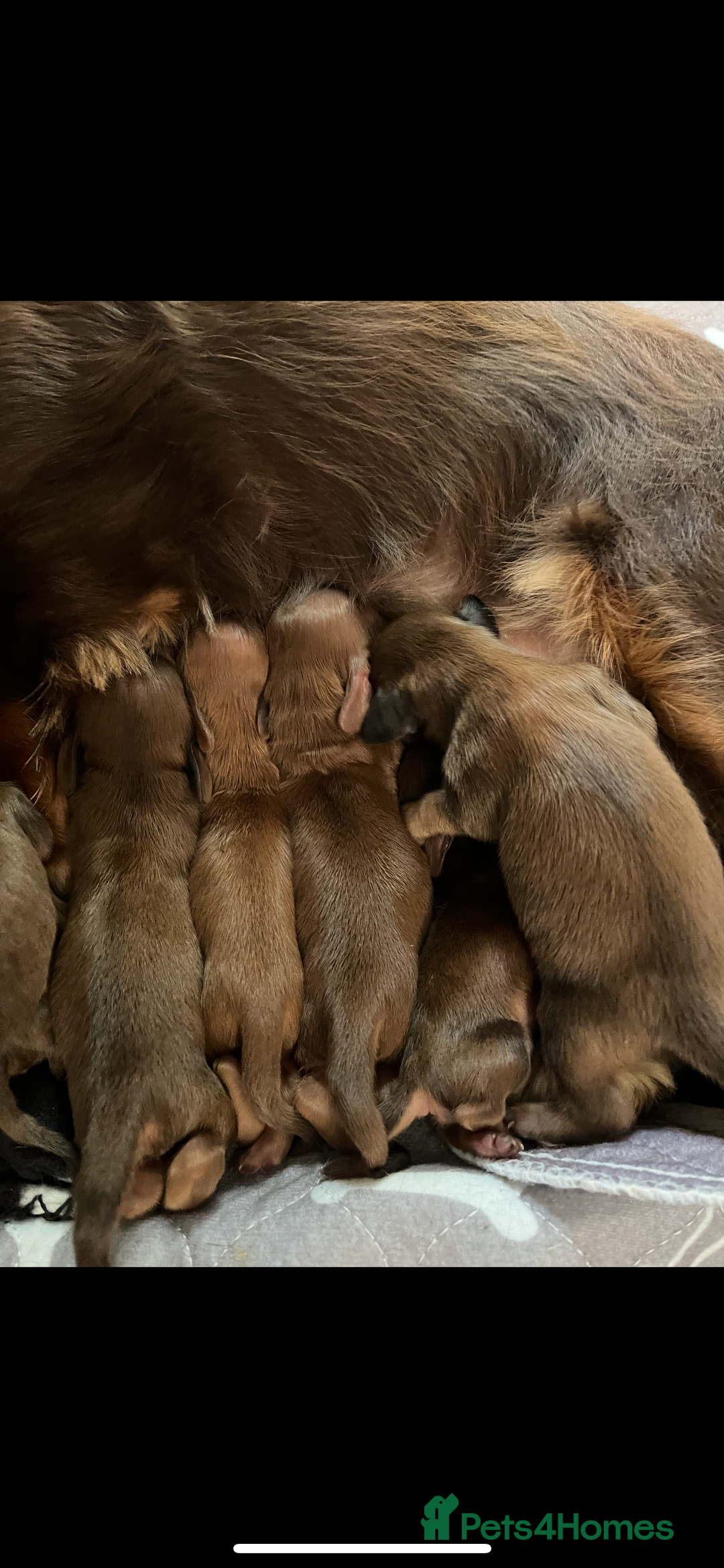 Miniature Dachshund dogs for sale: KC reg longhair haired miniature dachshunds  - Image 3