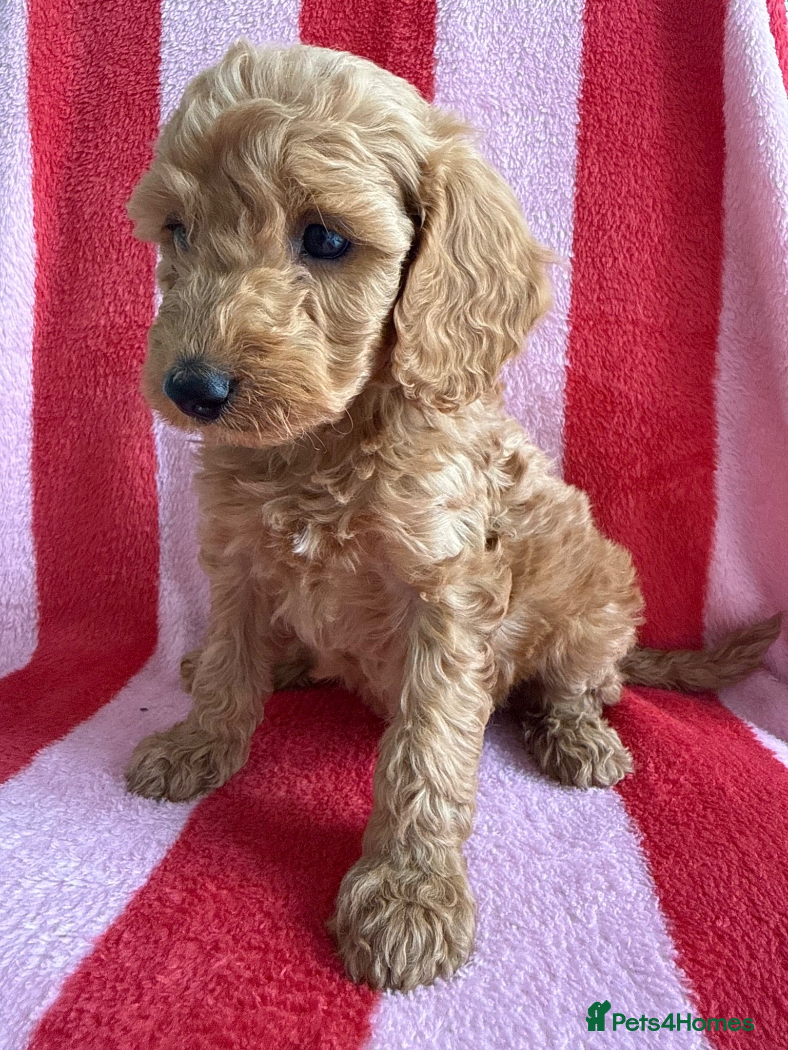 Cockapoo dogs 7 Beautiful Cockapoo Puppies  - Advert 7