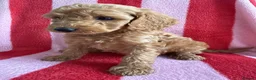 Cockapoo dogs for sale: LAST 3 READY TO LEAVE!!! COCKAPOO PUPPIES - Advert 14