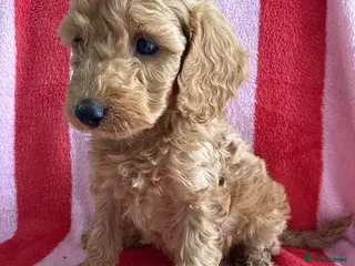 Cockapoo dogs 7 Beautiful Cockapoo Puppies - Advert 7