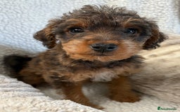 Mixed Breed dogs for sale: Patterdale cross - Image 18