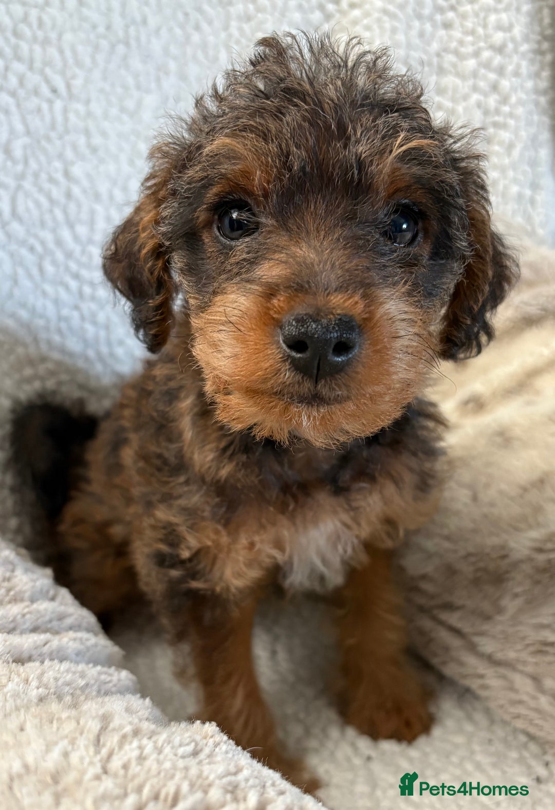 Mixed Breed dogs for sale: Patterdale cross - Image 18