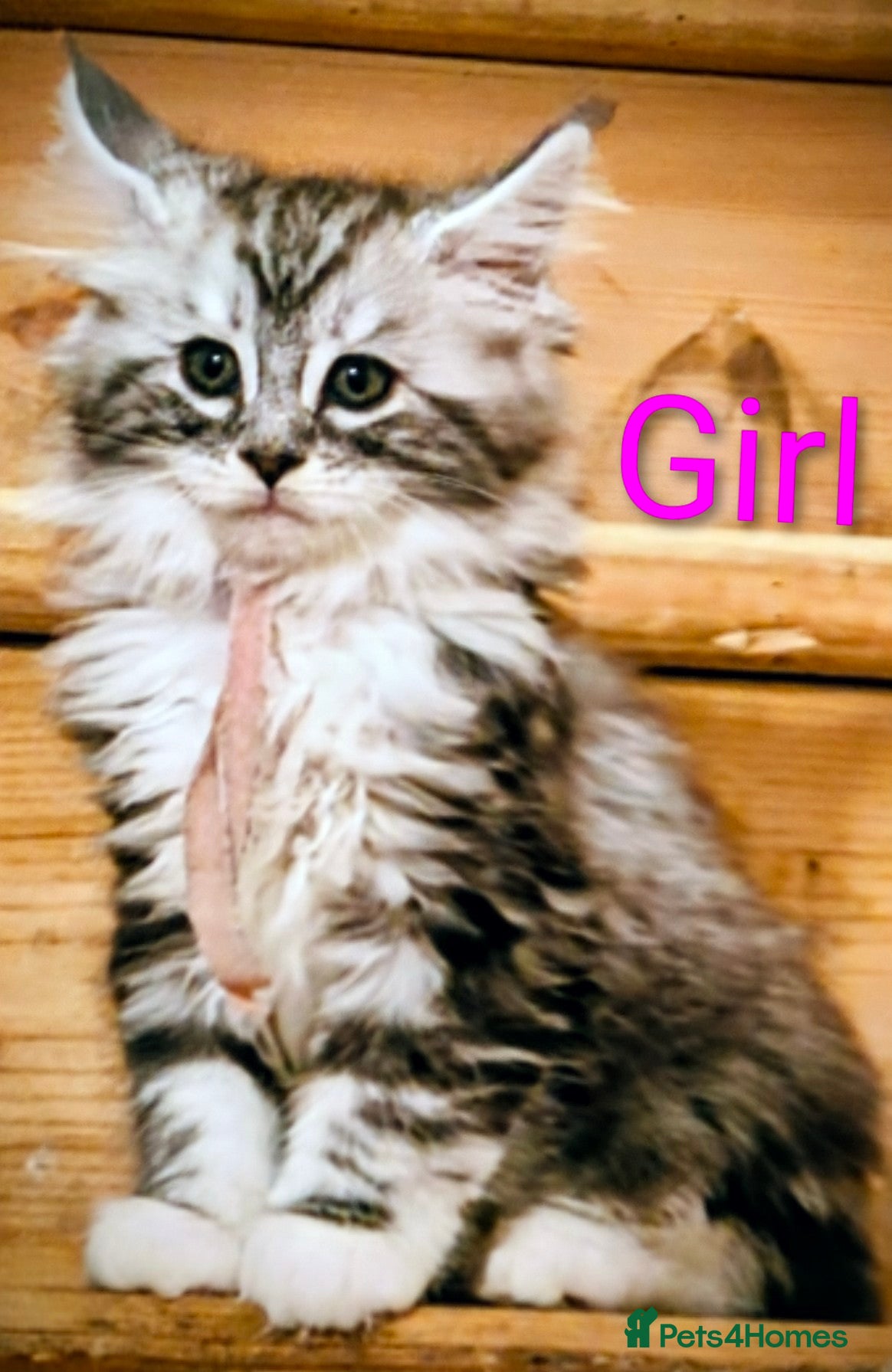 Maine Coon cats Gorgeous Registered Maine Coon Kittens - Advert 1