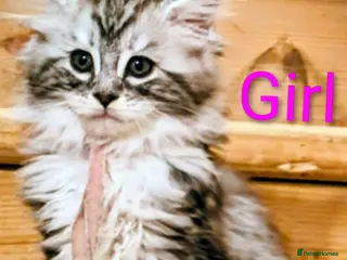 Maine Coon cats Gorgeous Registered Maine Coon Kittens - Advert 3