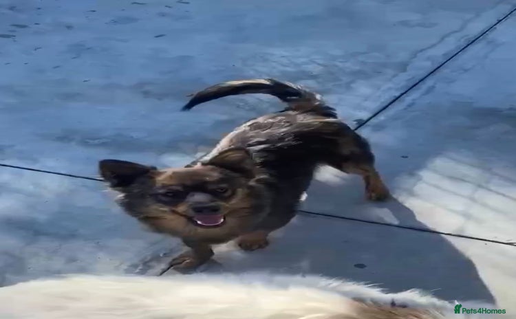 Mixed Breed dogs Ivar, 1 yr approx. Available for adoption. - Advert 3