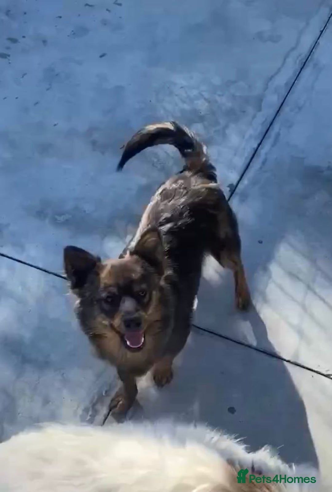 Mixed Breed dogs for adoption: Ivar, 1 yr approx. Available for adoption. - Advert 1