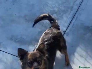 Mixed Breed dogs Ivar, 1 yr approx. Available for adoption. - Advert 3