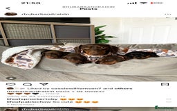 Miniature Dachshund dogs for stud: PROVEN-KC STUD minature smooth haired dachshund in Catterick Garrison - Image 16