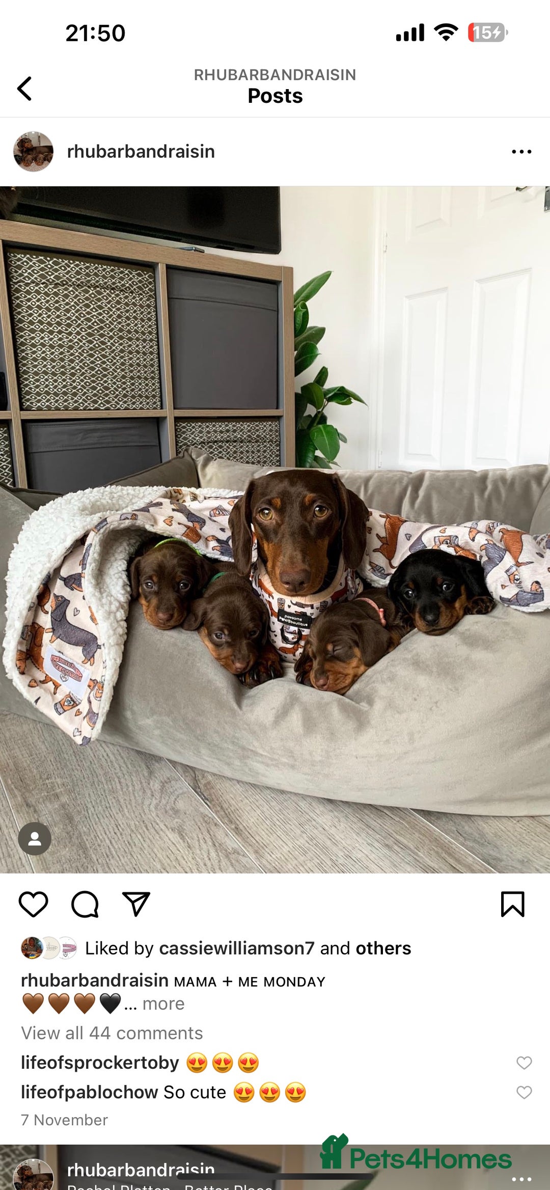 Miniature Dachshund dogs for stud: PROVEN-KC STUD minature smooth haired dachshund in Catterick Garrison - Image 16