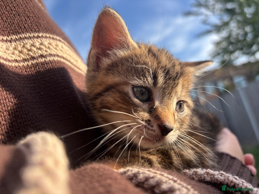 Mixed Breed cats for sale: 5 Gorgeous kittens available now - Image 2