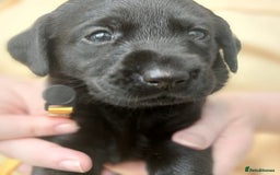 Labrador Retriever dogs for sale: Excellent KC Registered working Black Lab pups  - Image 6