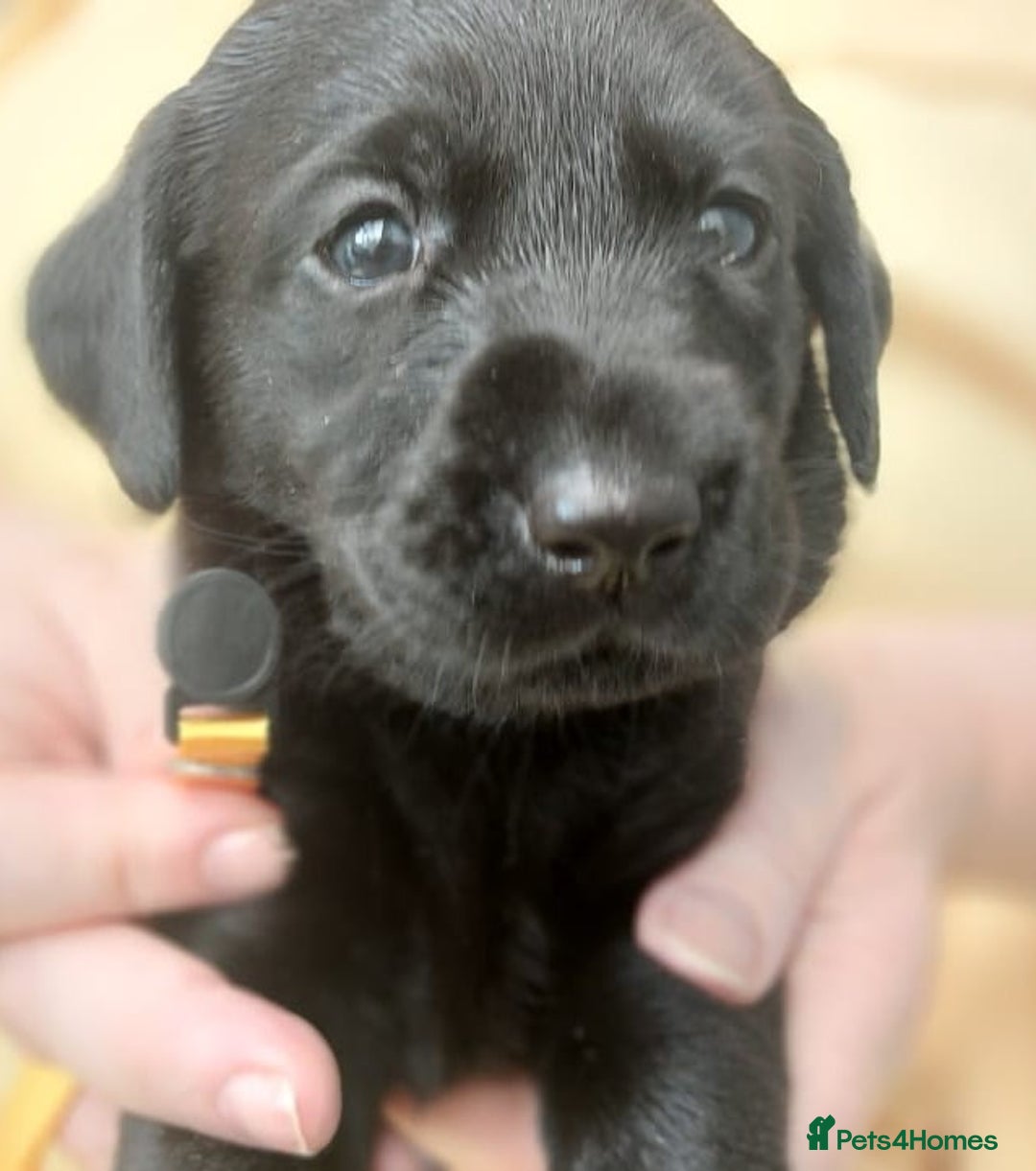 Labrador Retriever dogs for sale: Excellent KC Registered working Black Lab pups  - Image 6