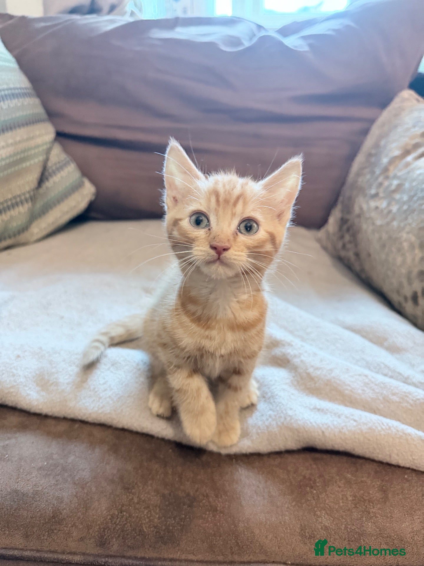 Mixed Breed cats Beautiful Ginger female  - Advert 1
