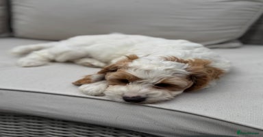 Cockapoo dogs - Advert 13
