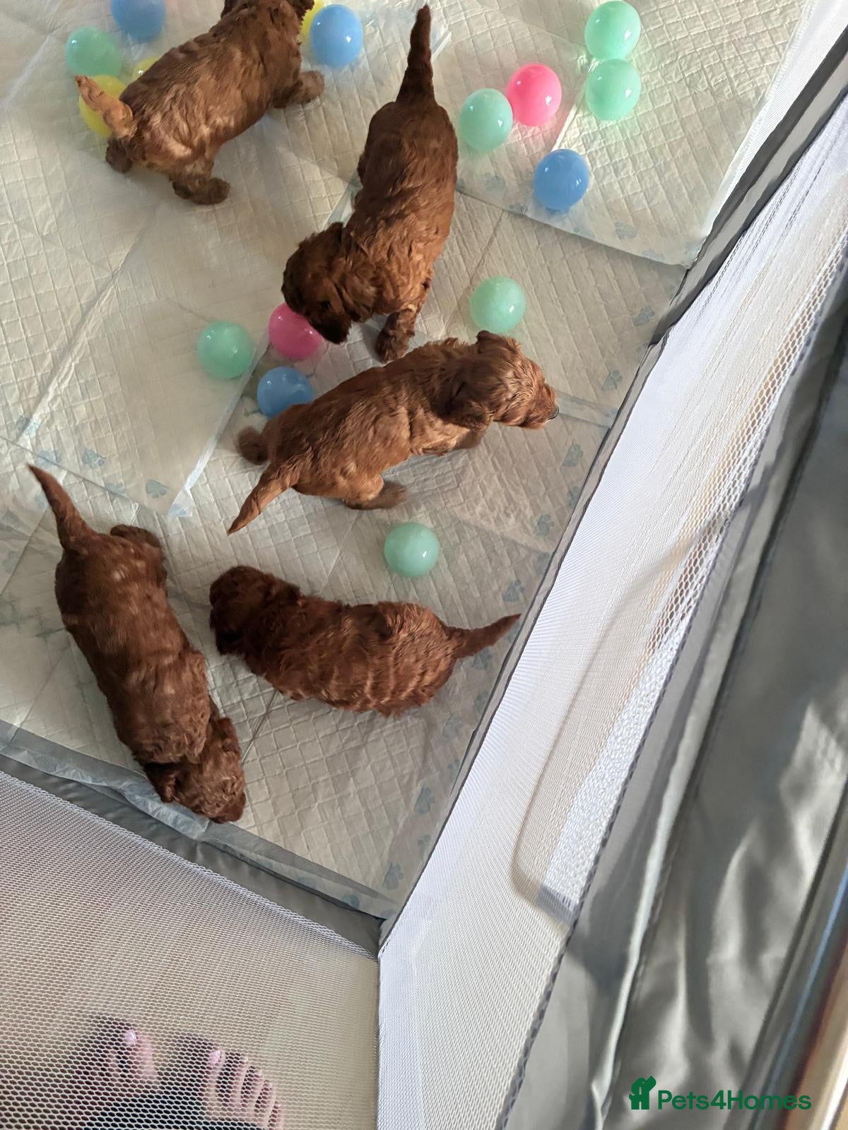 Cockapoo dogs for sale: Beautiful Red Cockapoo Puppies ❤️ 2 Boys & 3 Girls - Advert 2