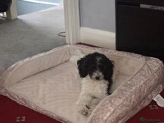 Toy Poodle dogs in Gerrards Cross - Advert 24