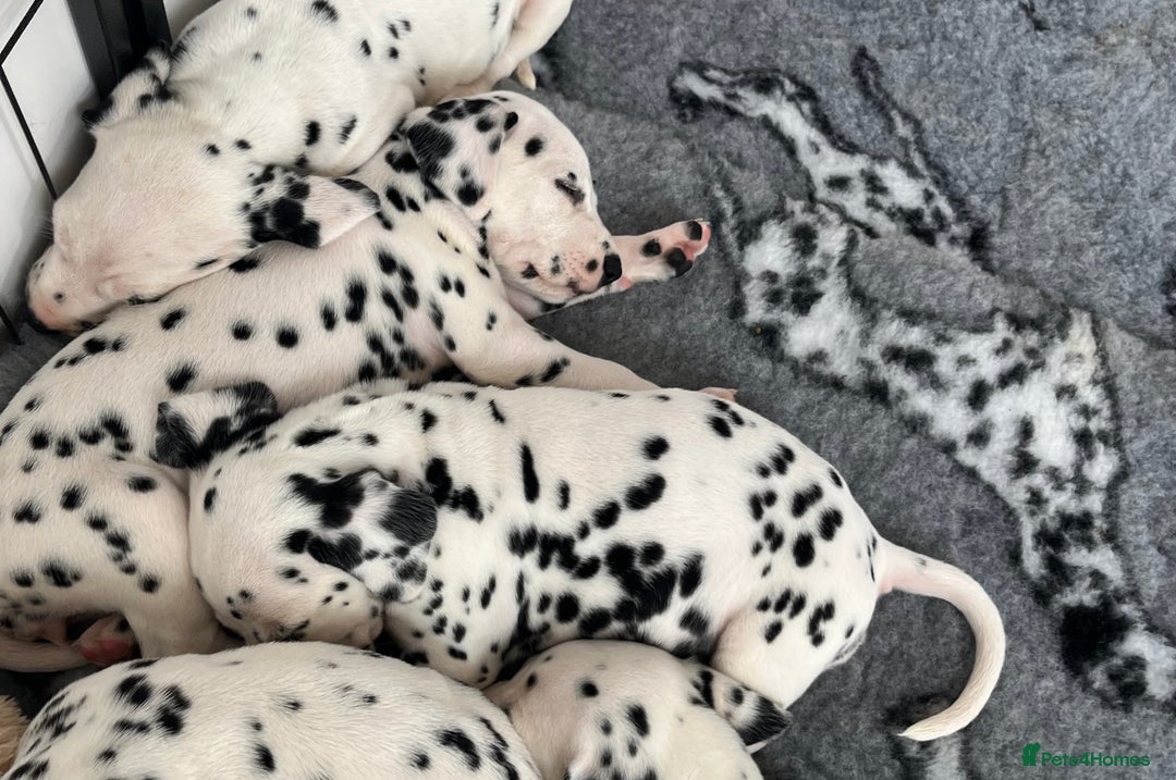 Dalmatian dogs for sale:  Just 2 full hearing puppies by champion parents  - Image 23
