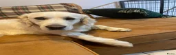 Golden Retriever dogs for sale: KC reg Golden retriever puppies 5* licence - Advert 40