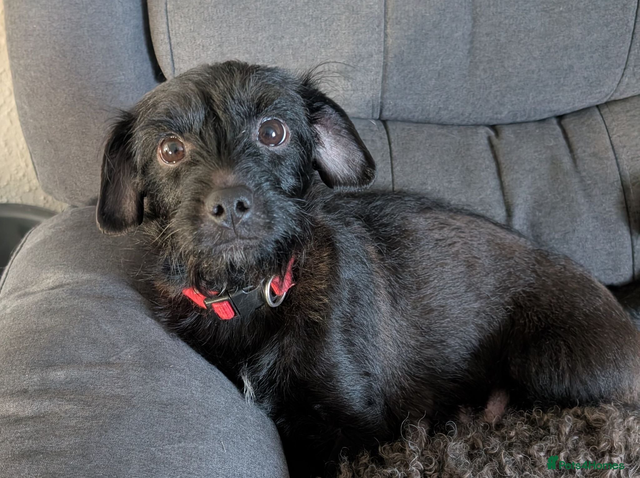 Mixed Breed dogs Three beautiful cross breed male puppies - Advert 11