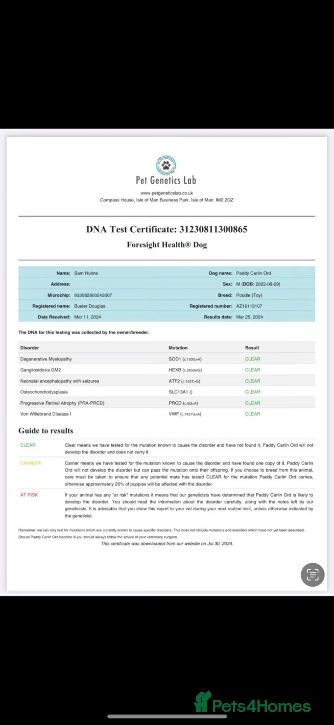 Cockapoo dogs for sale: F1 cockapoo puppies  - Advert 10