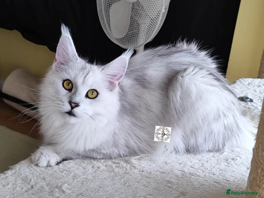 Maine Coon cats for sale: The sweetest girl ever 😻 - Advert 4