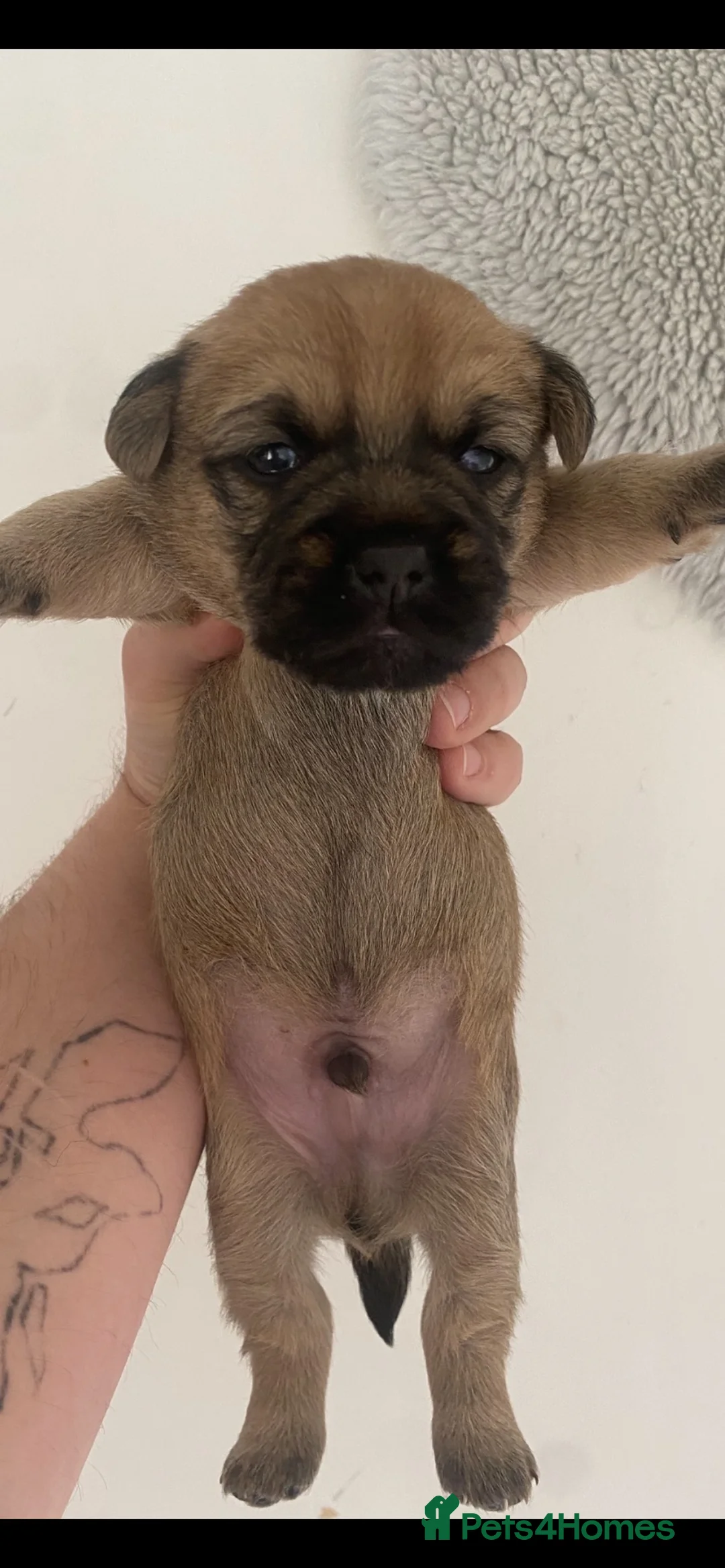 Mixed Breed dogs for sale: 4 male Border/Cairn Terriers - Advert 2