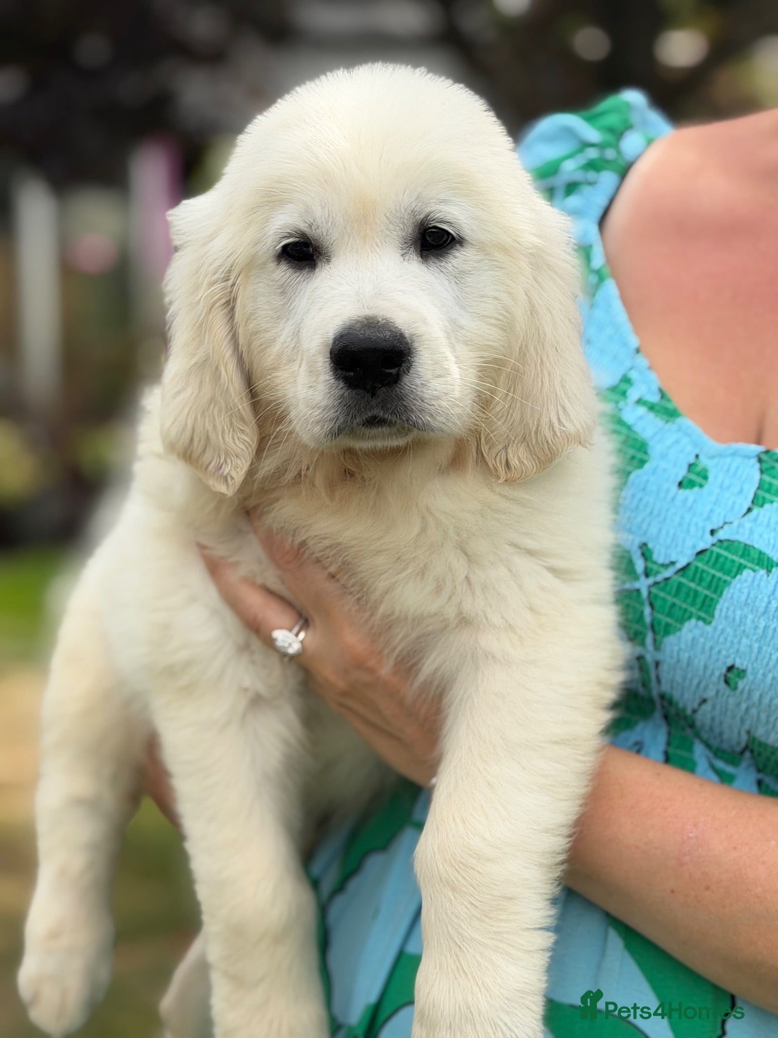 Golden Retriever dogs KC Cream litter from great health tested parents  - Advert 2