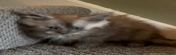 Maine Coon cats for sale: Maine coon kittens READY NOW in Dorking - Advert 6