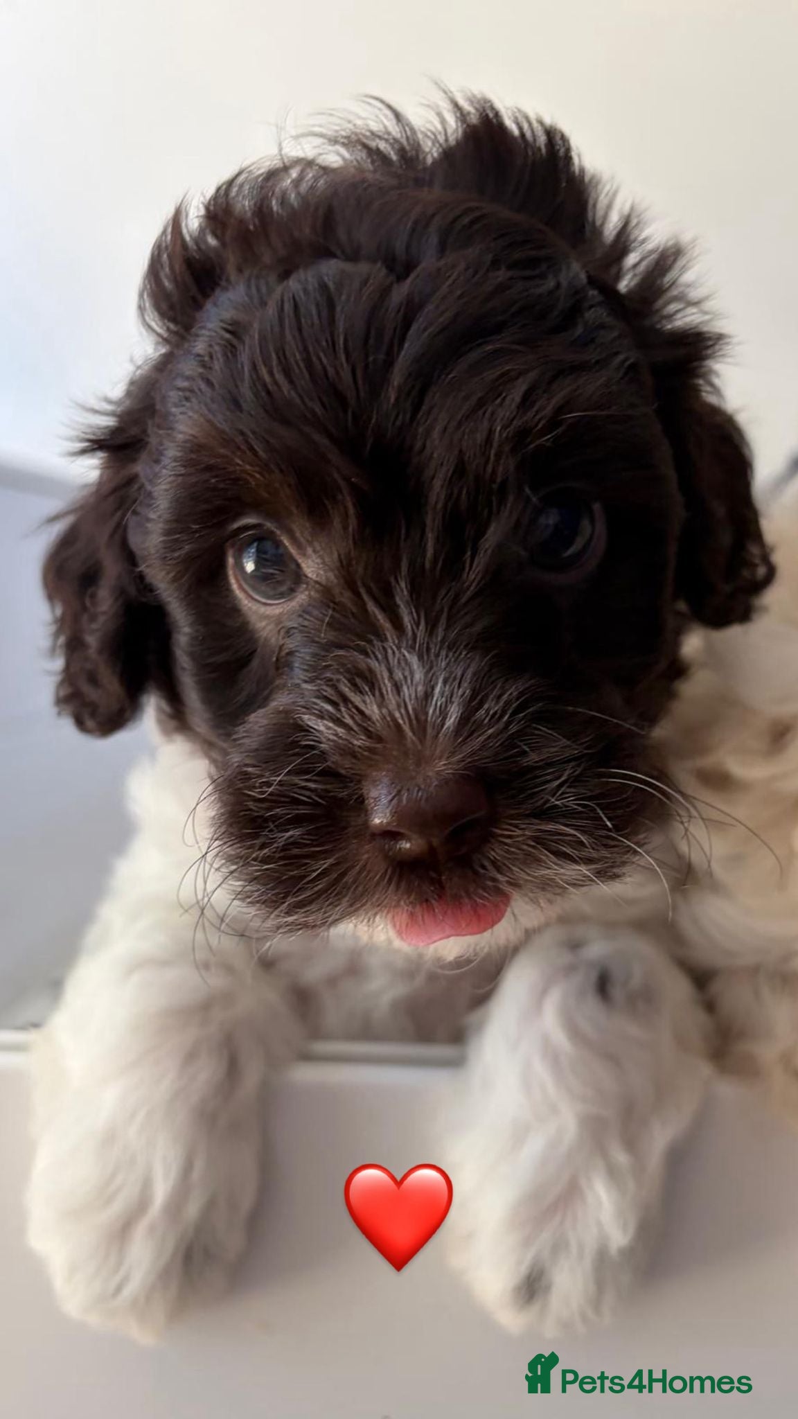 Australian Labradoodle dogs Miniature Australian Labradoodle Puppies - Advert 16