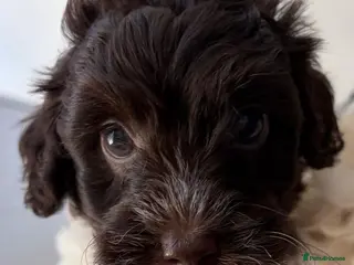 Australian Labradoodle dogs Miniature Australian Labradoodle Puppies - Advert 16