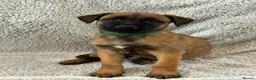 Mixed Breed dogs for sale: Dutch Herder X F1 Bull Herder puppies - Advert 16