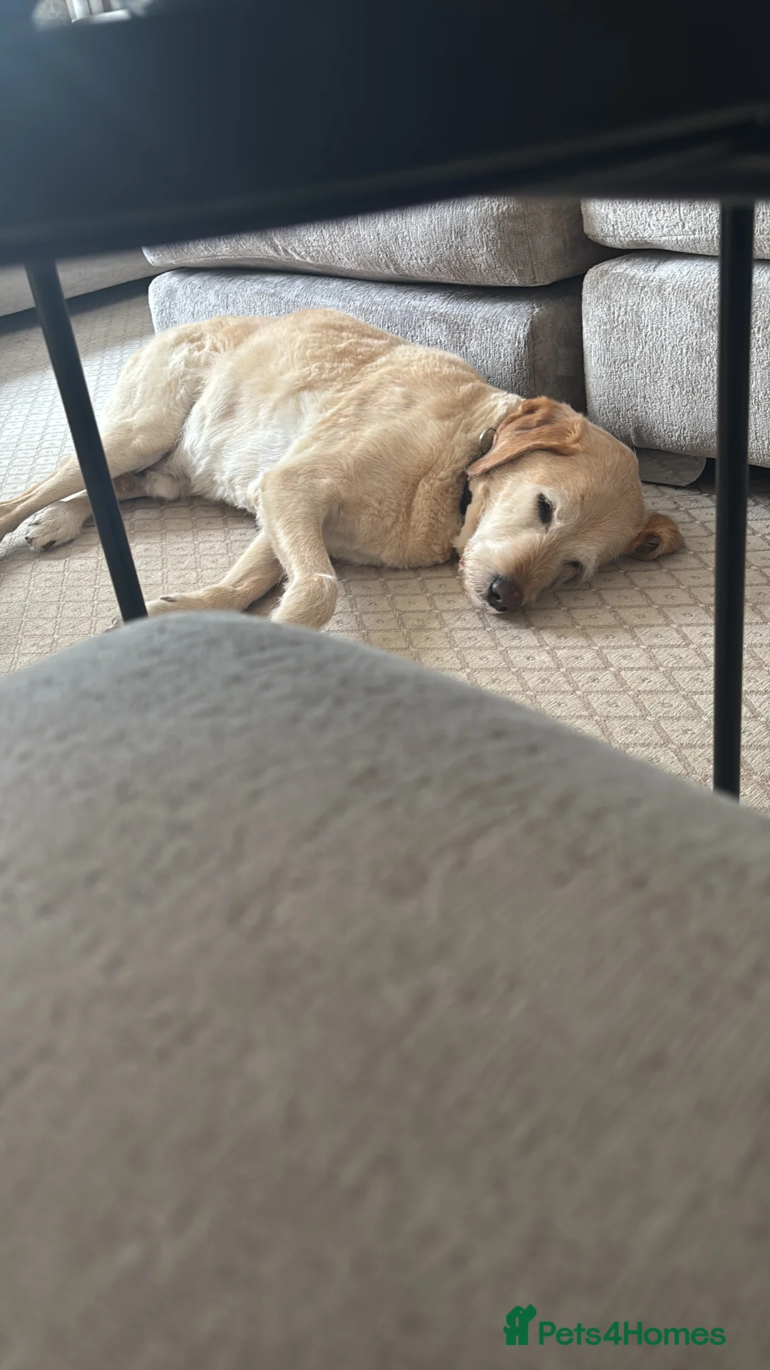 Labrador Retriever dogs for sale: Harry the Labrador - Advert 4