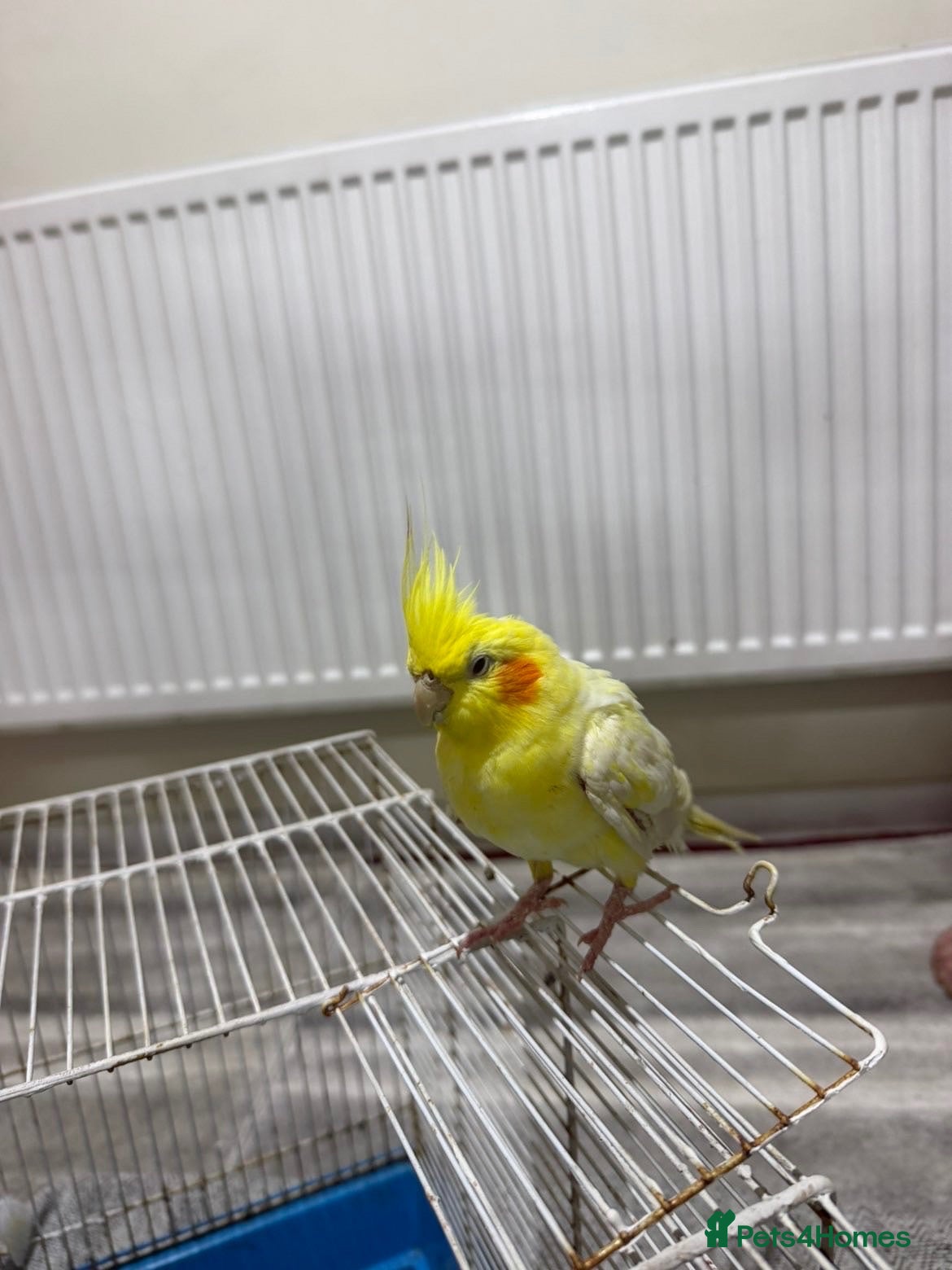 Cockatiels birds birdd - Advert 1