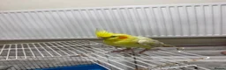 Cockatiels birds for sale: birdd in Leeds - Advert 1