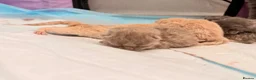 British Shorthair cats for sale: Beautiful British Shorthair Kittens-Rare colours - Advert 12