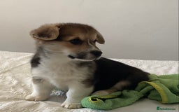 Welsh Corgi Pembroke dogs for sale: Welsh Pembroke Corgi Ready to leave 2 girls 1 boys - Advert 11