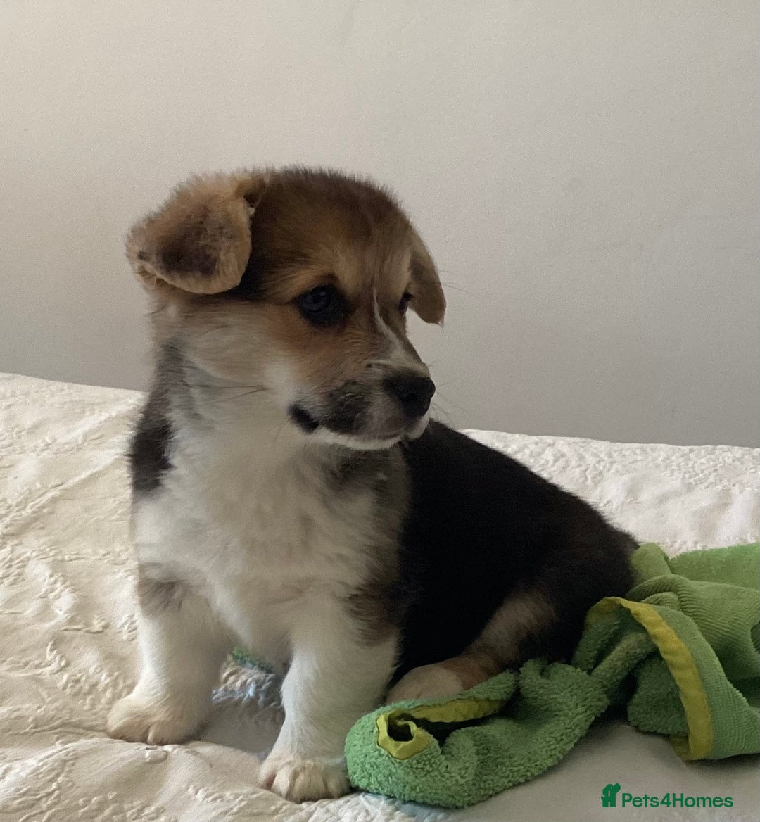 Welsh Corgi Pembroke dogs for sale: Welsh Pembroke Corgi Ready to leave 2 girls 1 boys - Advert 11