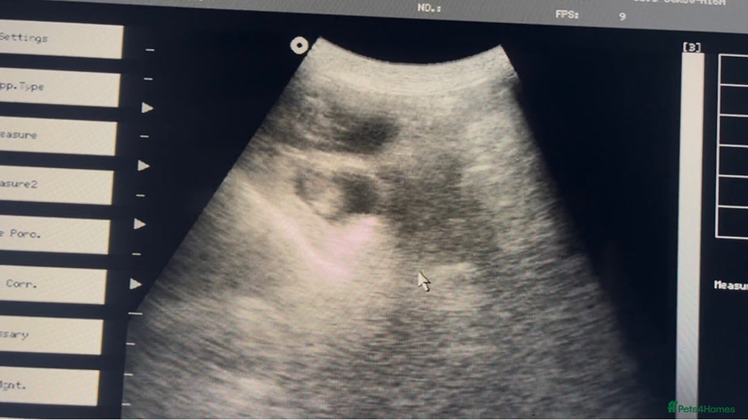 Cavalier King Charles Spaniel dogs for sale: DUE 23rd DEC - KC DNA HEART EYE CHAMPION LINES - Advert 2