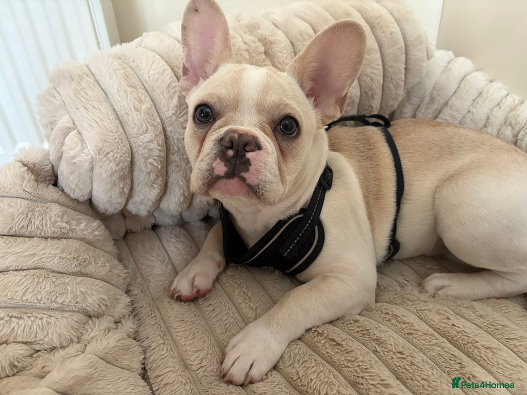 French Bulldog dogs for sale: Female dog for sale - Advert 3