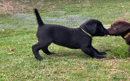 Labrador Retriever dogs for sale: KC reg Labrador puppies handled by children  - Image 5