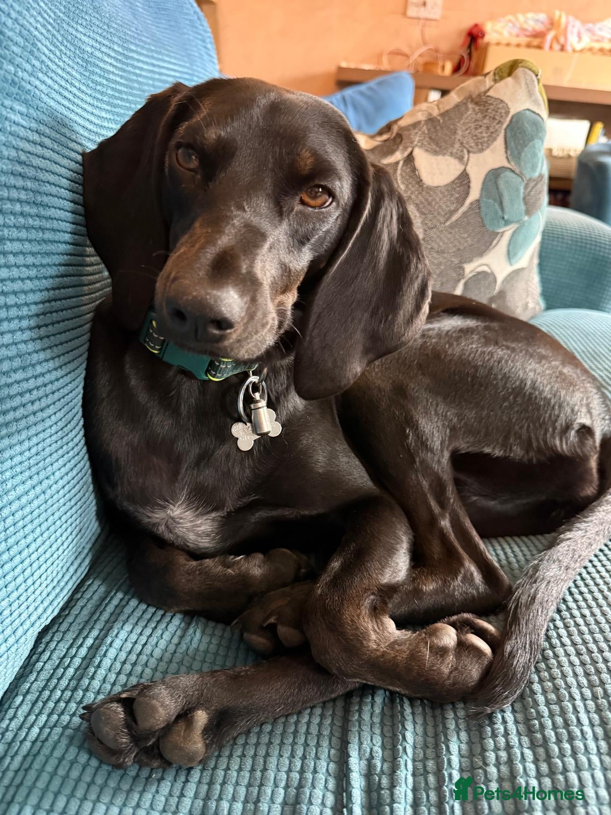 Mixed Breed dogs Flora  ❤️  - Advert 10