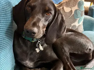 Mixed Breed dogs Flora ❤️ - Advert 1