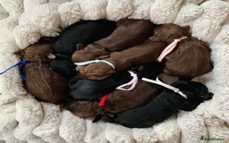 Cockapoo dogs for stud: Proven F/F Red Cockapoo DNA Tested - For Stud in Coventry - Image 12
