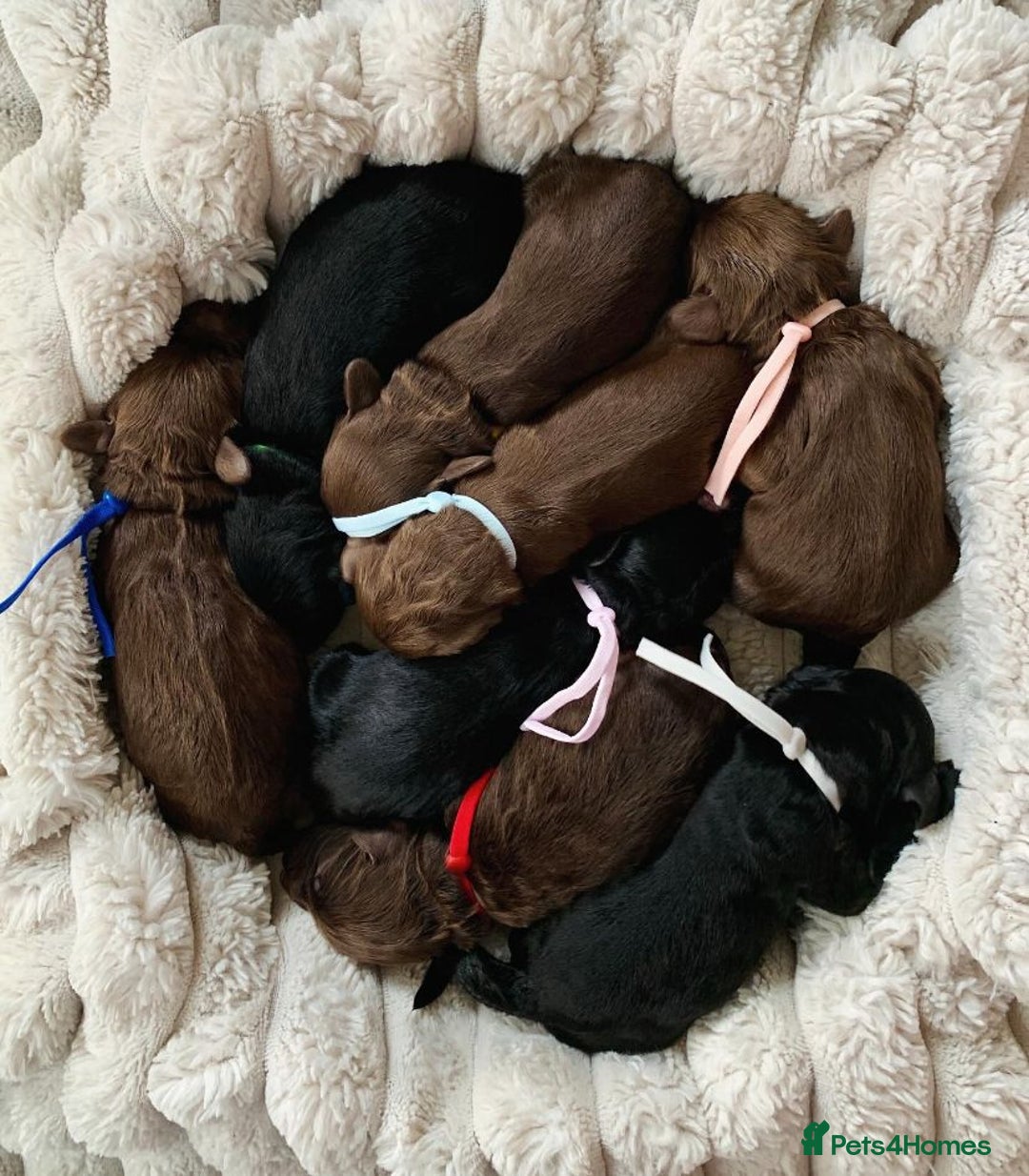 Cockapoo dogs for stud: Proven F/F Red Cockapoo DNA Tested - For Stud in Coventry - Image 12