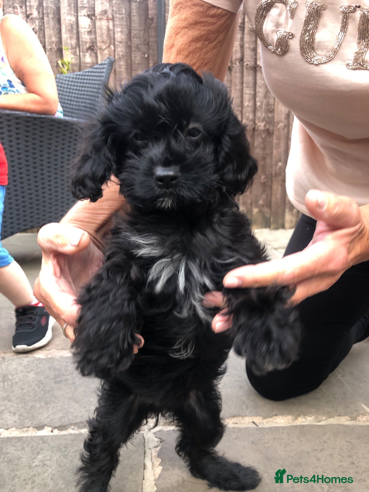 Cavapoo dogs REDUCED!ready to go 1 GIRL LEFT! black cavapoos - Advert 10