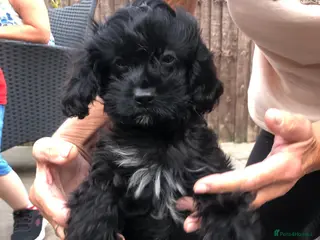 Cavapoo dogs REDUCED!ready to go 1 GIRL LEFT! black cavapoos - Advert 10